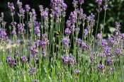 1024px-lavendel-2.jpg